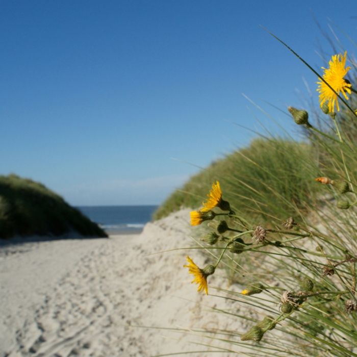 Hauptsaison Thalasso-Vitalis Wellness Ostfriesland Nordsee